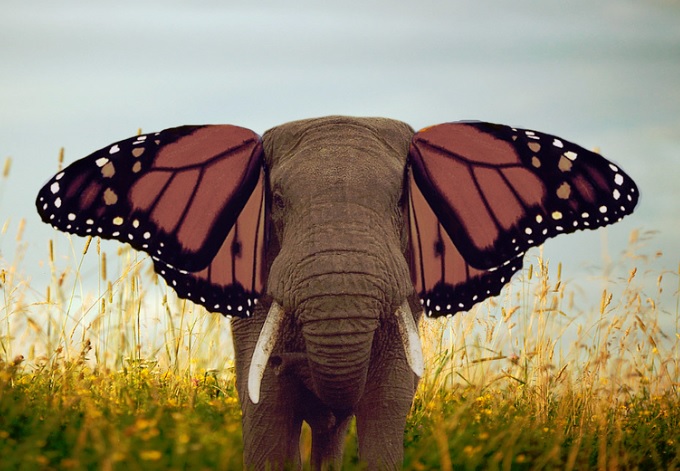 Elephant Butterfly in My Top 3 Ways to Cope with Stress